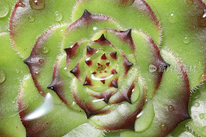 土生Aeonium arboreum肉质细部